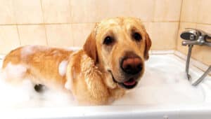 dicas de banho no seu cachorro